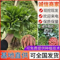 烟薯苗子/山东红薯苗/大田扩繁苗/现挖现发【带根发苗】