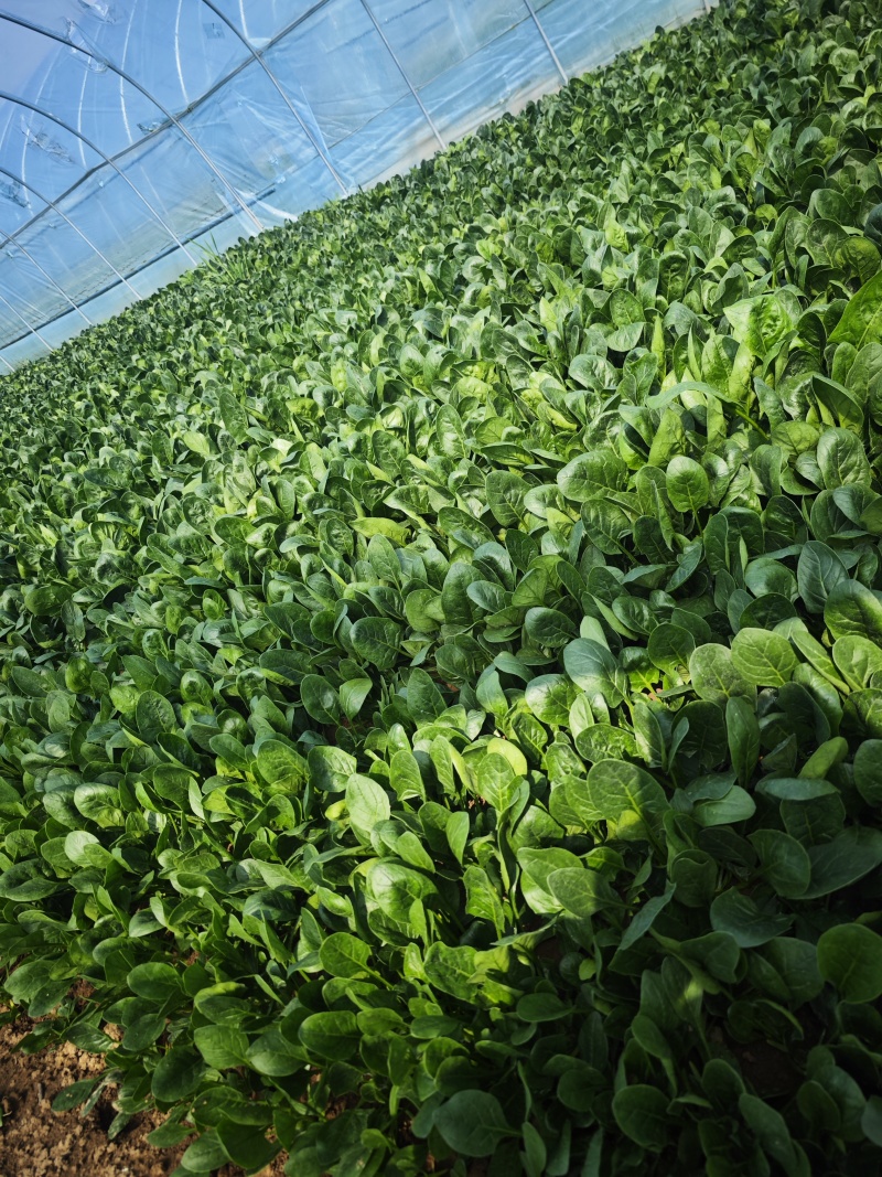 大叶菠菜