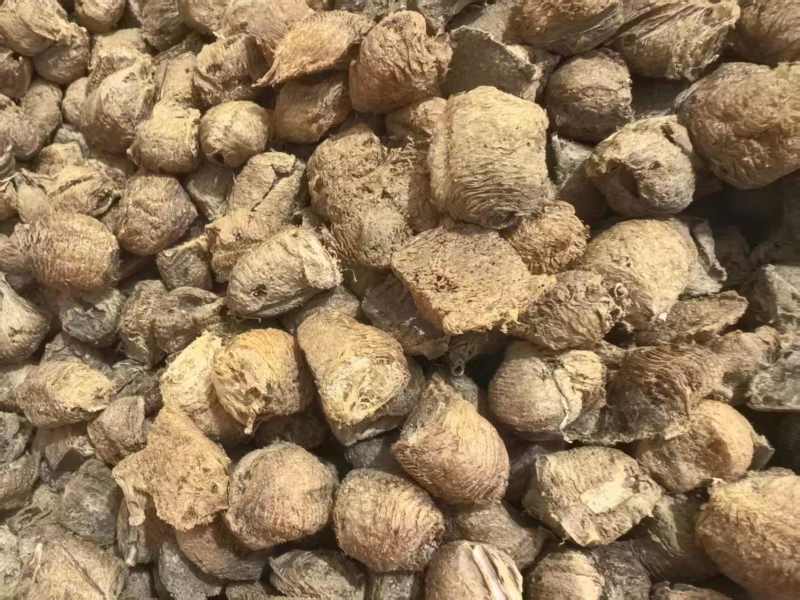 桑螵蛸熟桑螵蛸贵州大棉只卖好货品质保证价格优惠