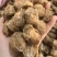 桑螵蛸熟桑螵蛸贵州大棉只卖好货品质保证价格优惠