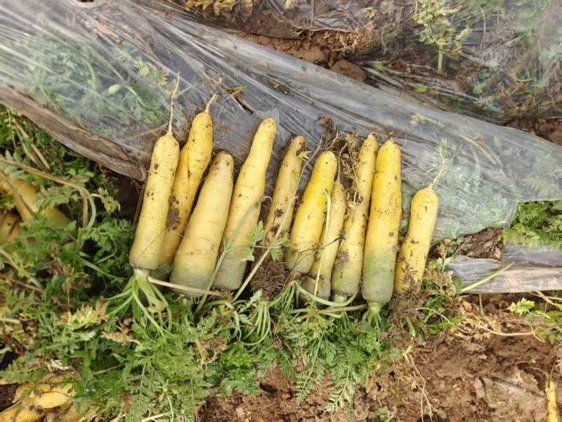 大量供应以上产品，价格美丽，保质保量