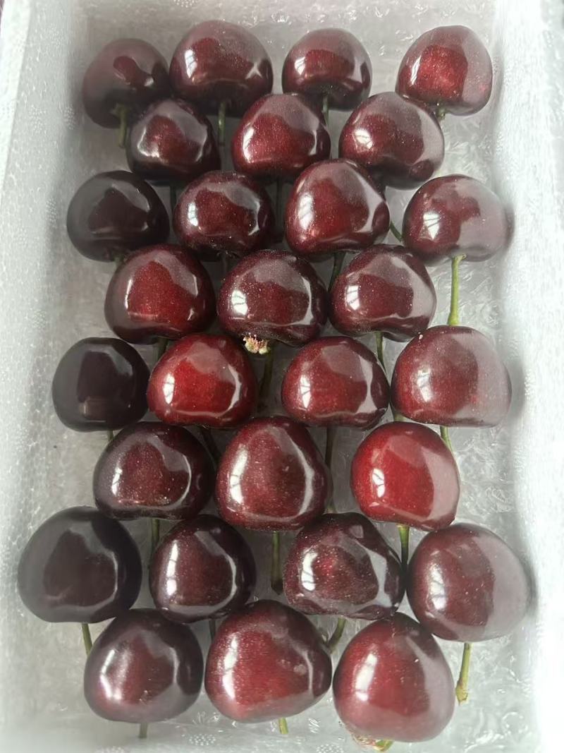 产自内蒙古高原的美早大樱桃，口感好，货源充足量大从优