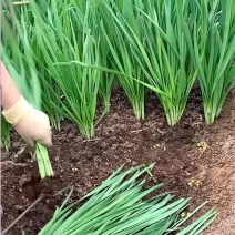 大叶韭菜