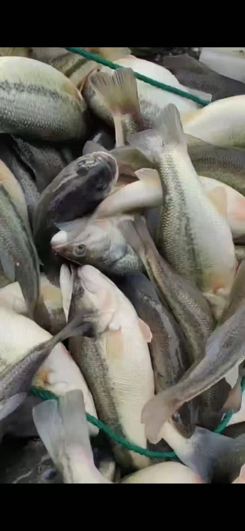 鲜活鲈鱼，肉质紧实超鲜美，当日现捕鲈鱼，诚信发货，欢迎联
