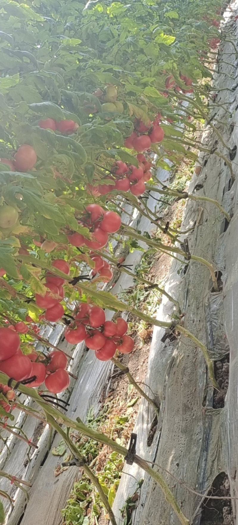 西红柿通过