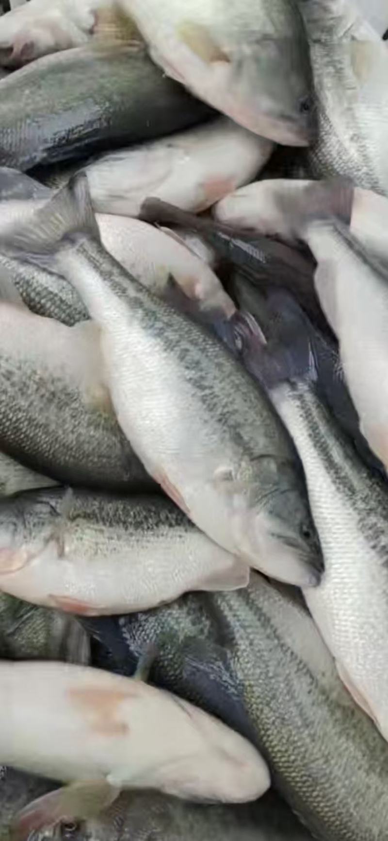 鲜活鲈鱼，肉质紧实超鲜美，当日现捕鲈鱼，诚信发货，欢迎联