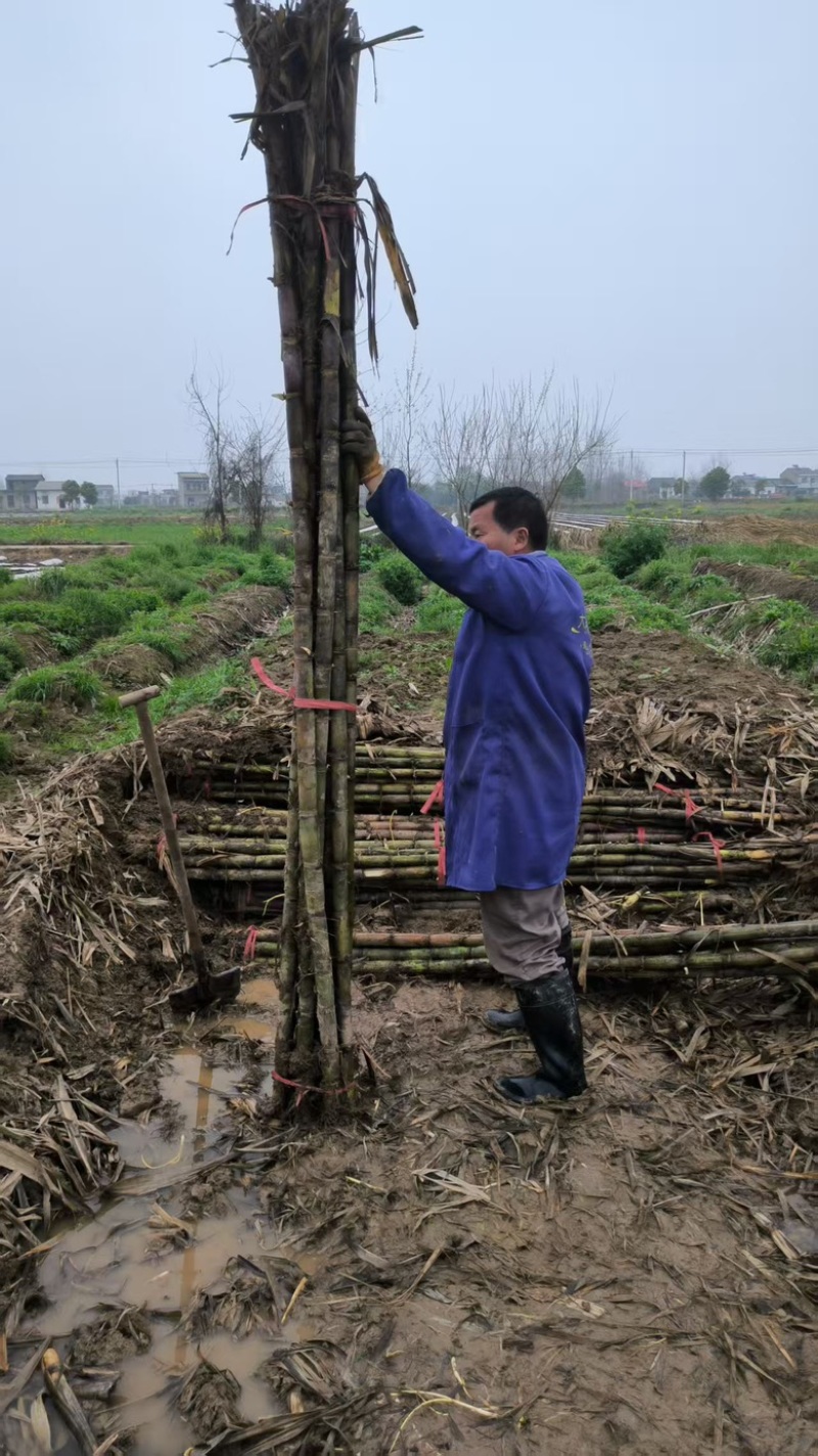 湖北青皮白玉甘蔗,黑皮甘蔗,按捆卖每捆10根,50捆起批