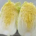 娃娃菜大量现货，需要的老板洽谈合作