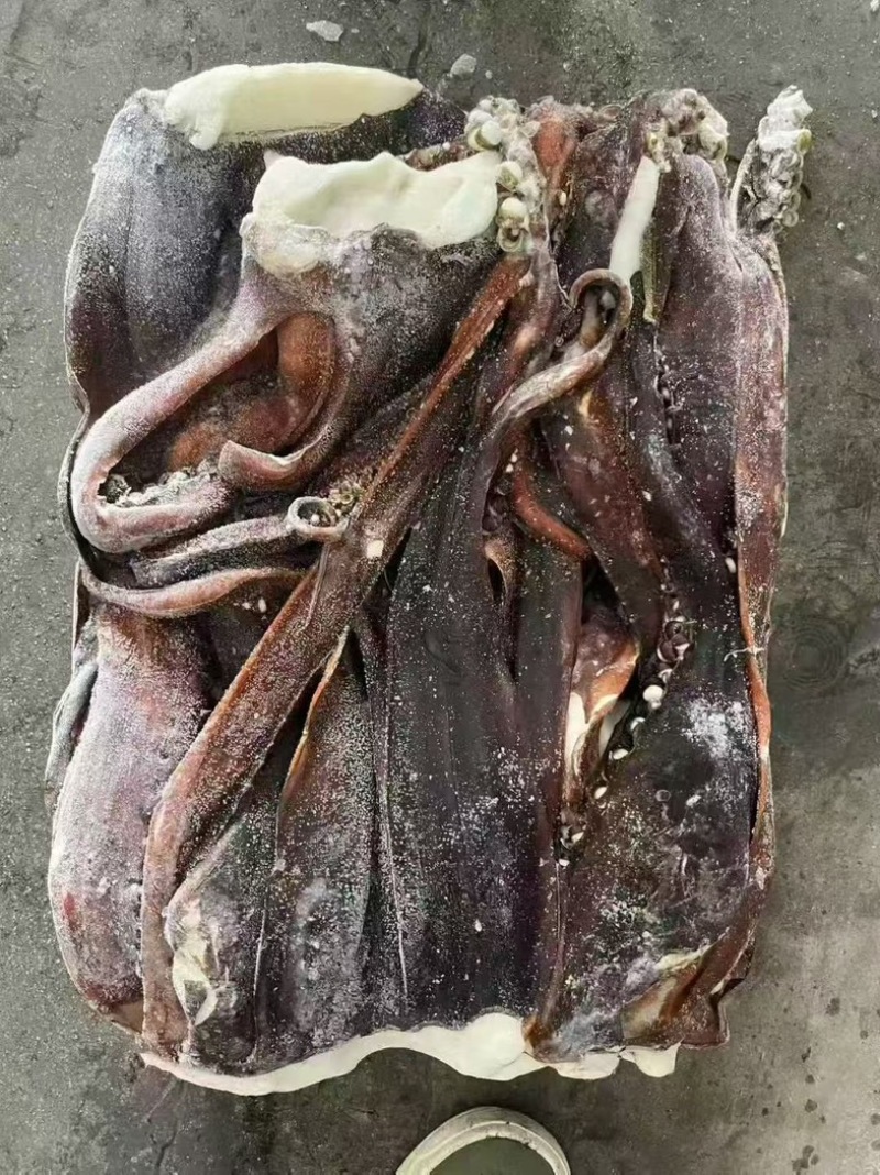 秘录鱿鱼须粗加工鱿鱼须