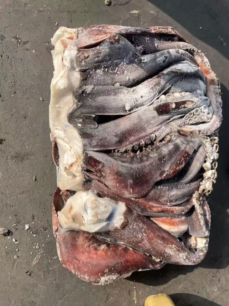秘录鱿鱼须粗加工鱿鱼须