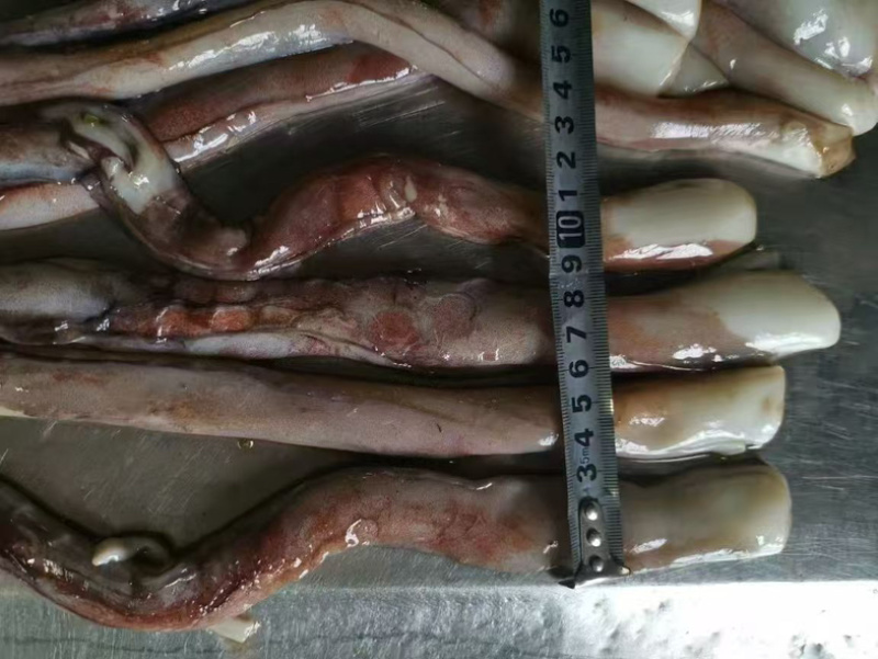 秘录鱿鱼须粗加工鱿鱼须