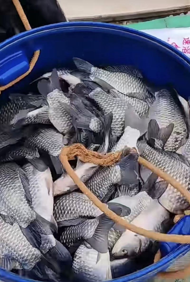 新鲜鲫鱼来了，炖汤奶白，鲜到舔盘，欢迎订购