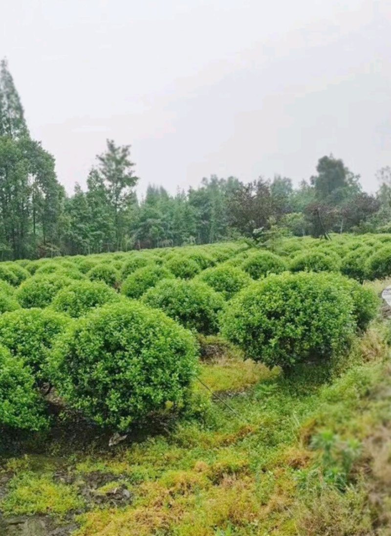 冠幅60厘米无刺枸骨球