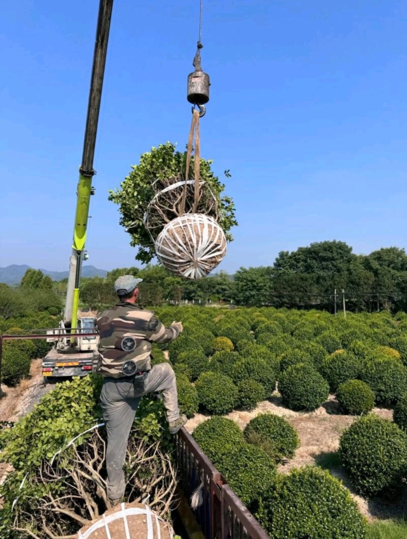 冠幅60厘米无刺枸骨球