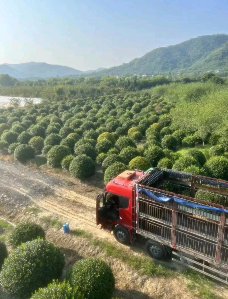冠幅60厘米无刺枸骨球