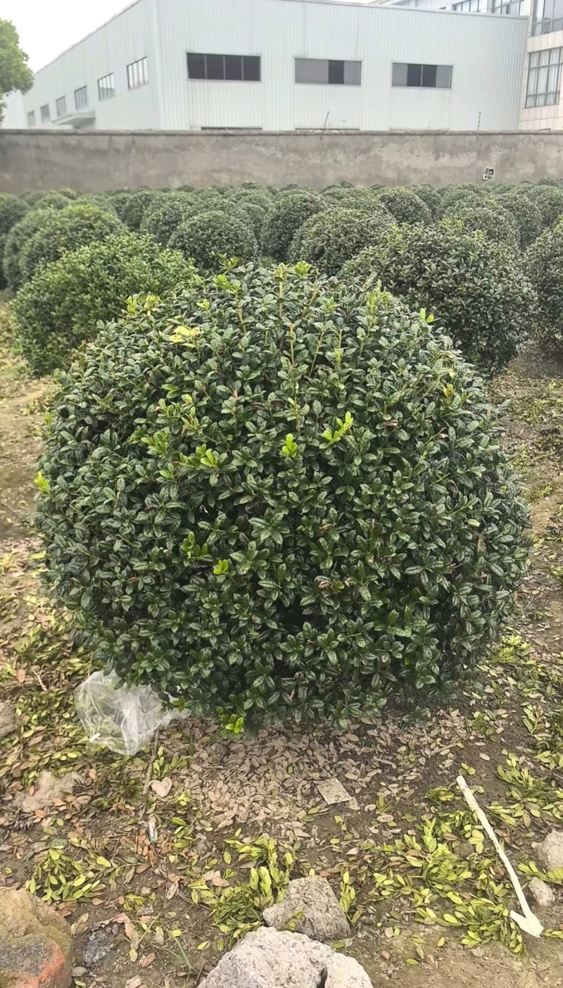 冠幅60厘米无刺枸骨球
