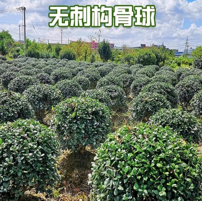 冠幅60厘米无刺枸骨球