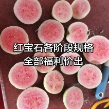 红宝石芭乐番石榴少籽系列4元