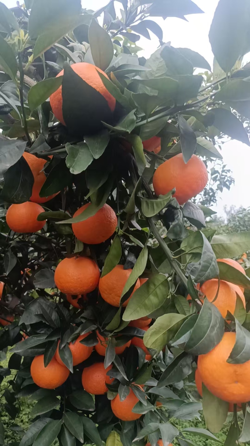 091098无籽有籽沃柑大量有货，细皮，粗皮