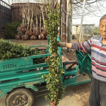 独杆冬青基地直销适合绿篱等