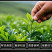 云南绿茶500g新鲜采摘特级明前茶清香纯手工原生态茶叶