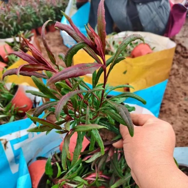 绿化苗木山桃草基地直销！耐寒耐旱生命力顽强