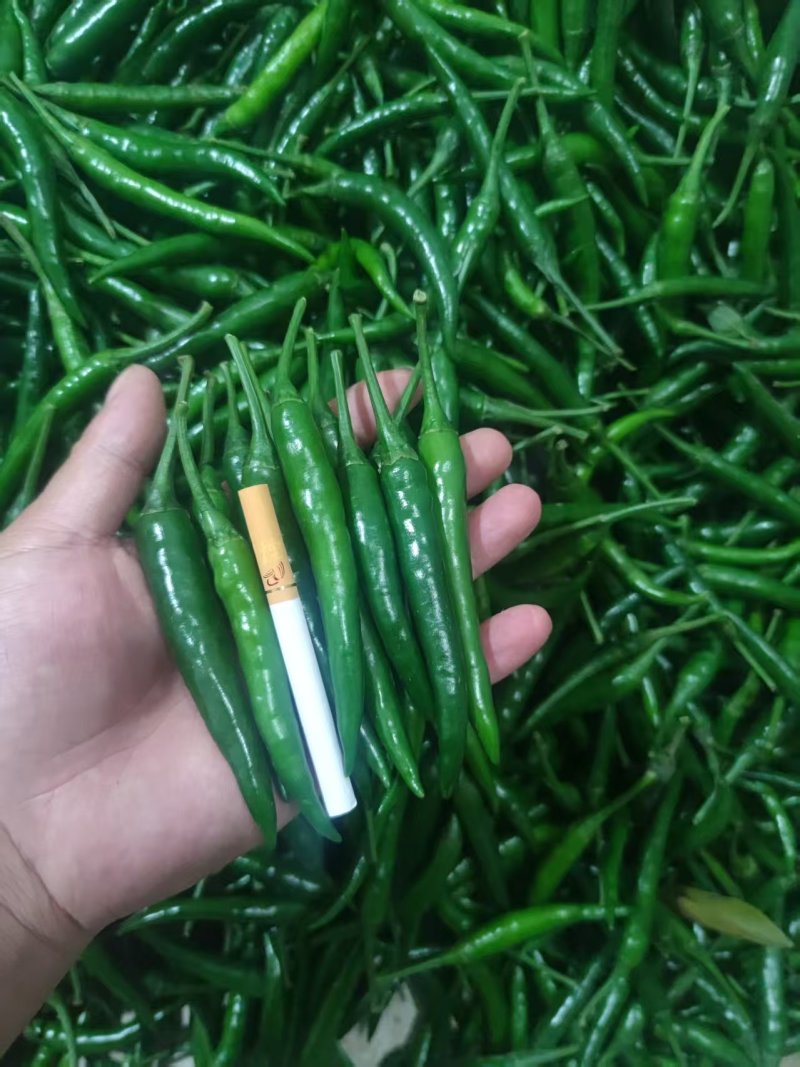 青小米一手货源大量供应市场电商质量保证