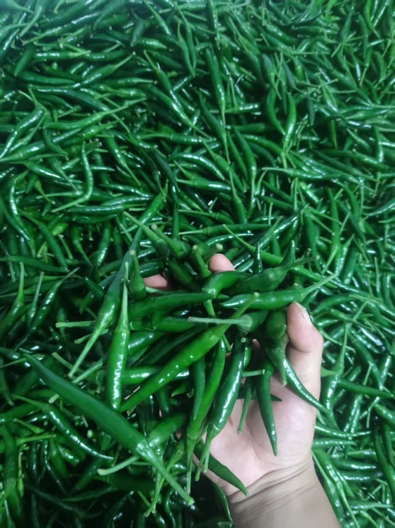 青小米一手货源大量供应市场电商质量保证