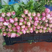 芍药鲜切花