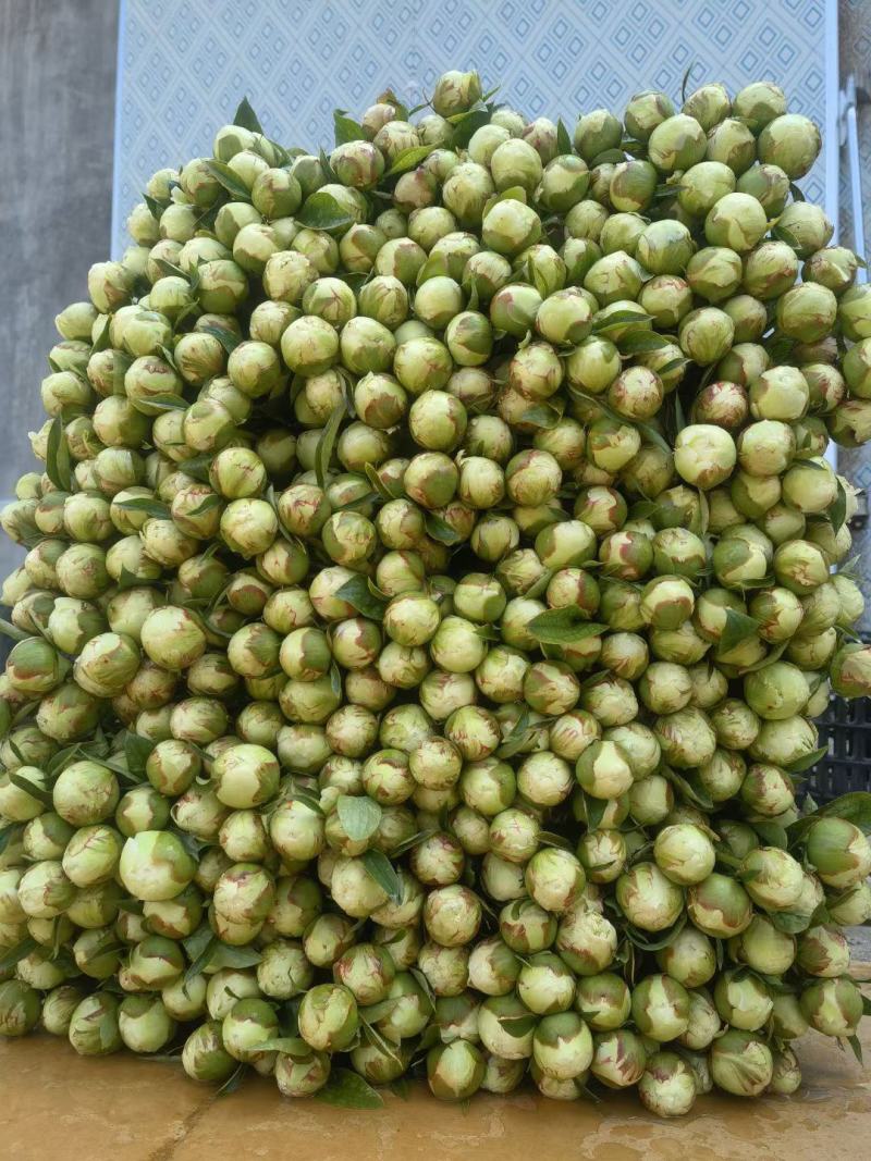 芍药鲜切花