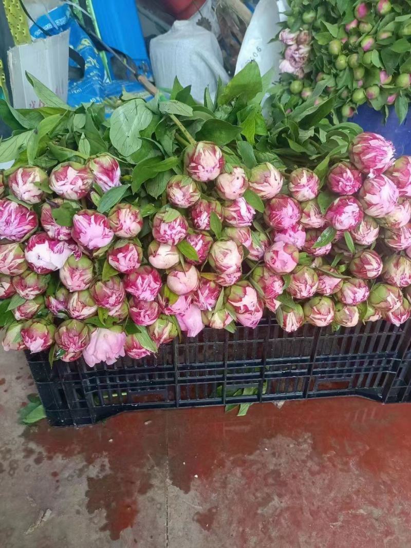 芍药鲜切花