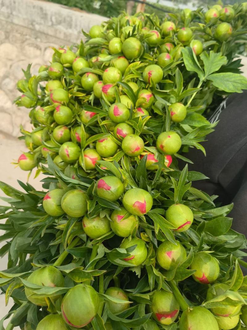 芍药鲜切花