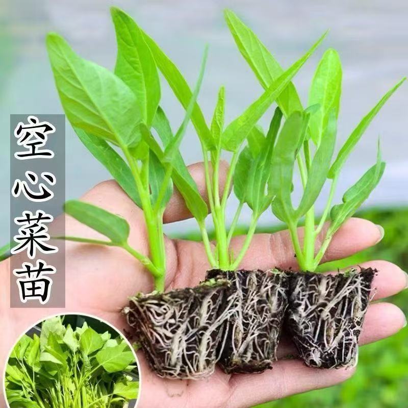 空心菜秧苗