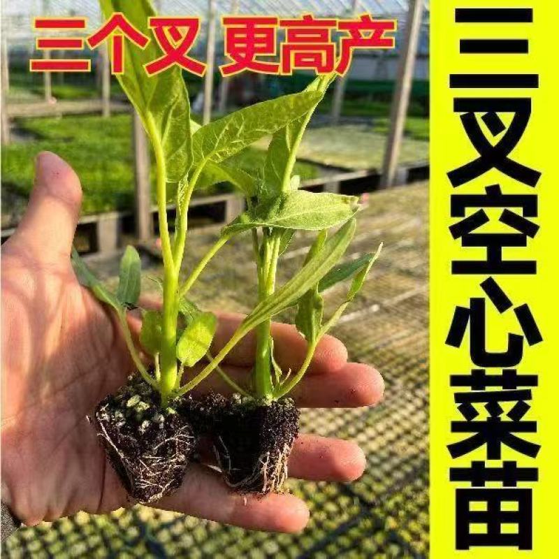 空心菜秧苗