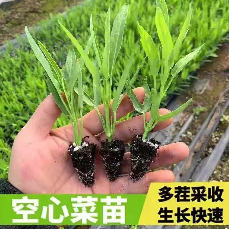 空心菜秧苗
