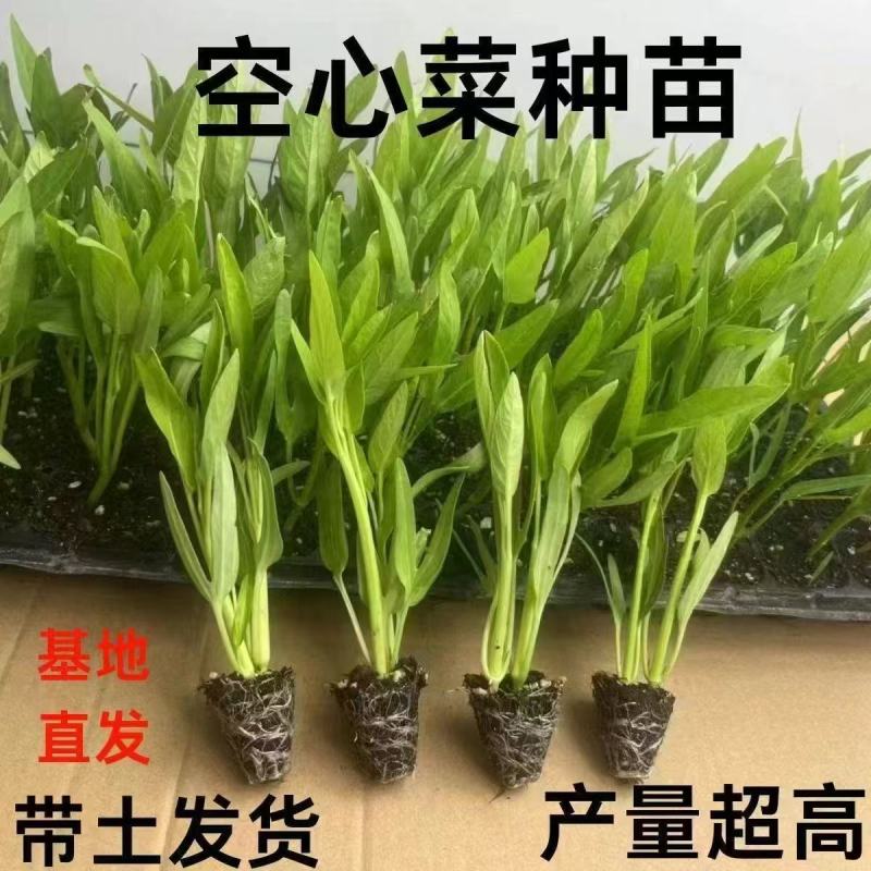 空心菜秧苗