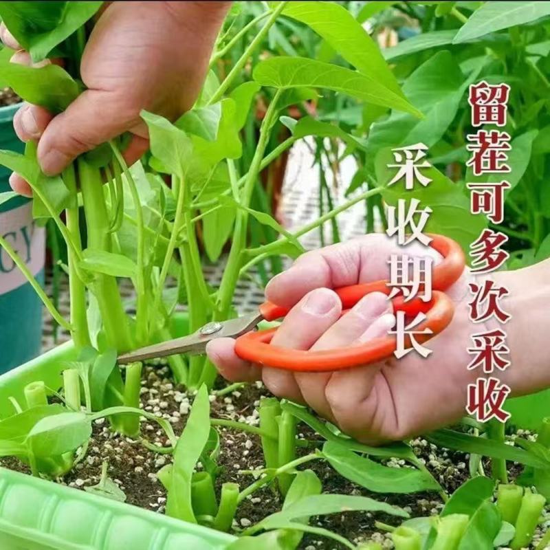 空心菜秧苗