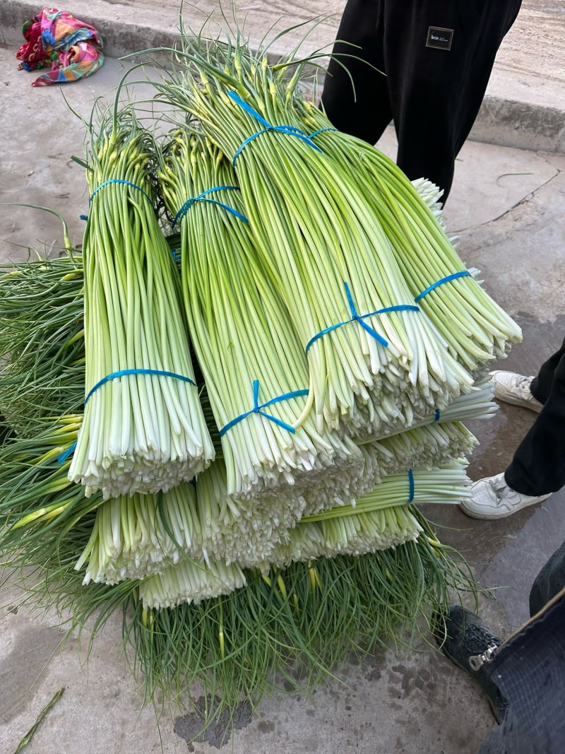 商丘产区白帽蒜薹开始上市代发全国各地市场电商欢迎一亩联系