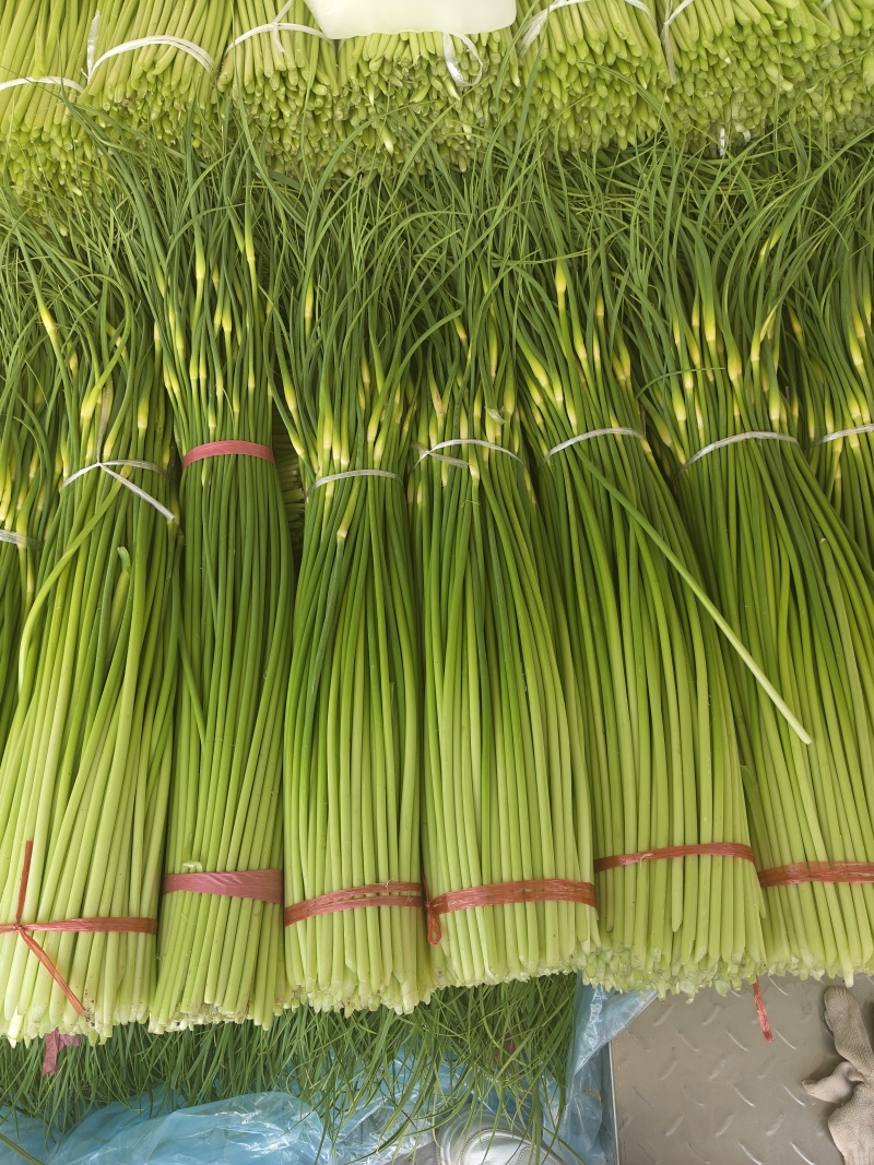 商丘产区白帽蒜薹开始上市代发全国各地市场电商欢迎一亩联系