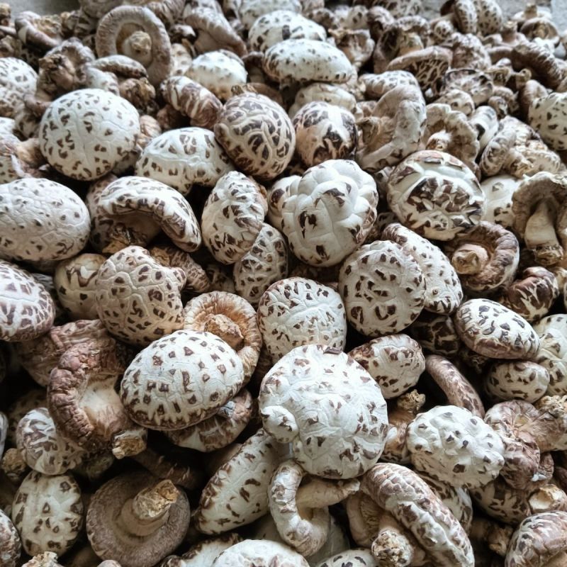 河南泌阳县带脚大花菇新货精选花菇产地直供