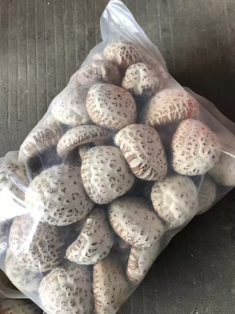 河南泌阳县带脚大花菇新货精选花菇产地直供