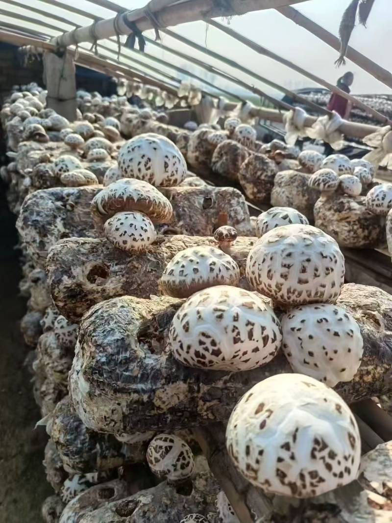河南泌阳县带脚大花菇新货精选花菇产地直供
