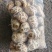河南泌阳县带脚大花菇新货精选花菇产地直供