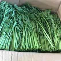 【推荐】茼蒿