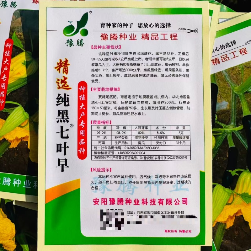 精选纯黑七叶早南瓜种子40天早熟无须搭架耐旱七叶早南瓜种