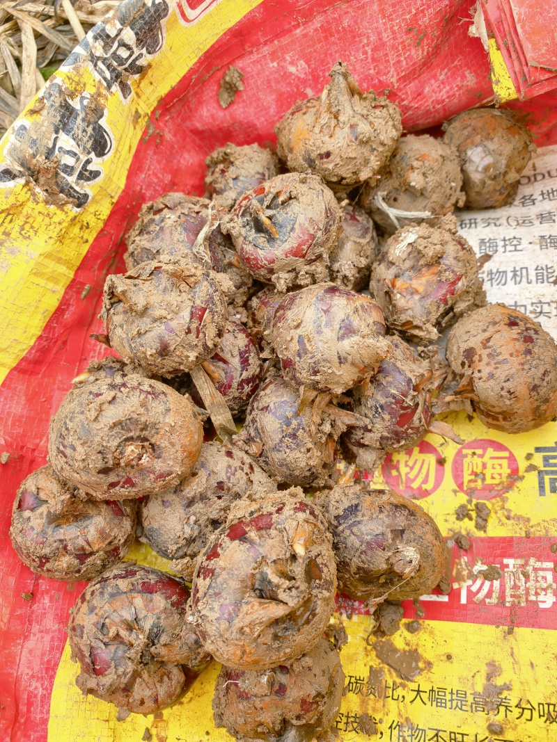 精选荔浦马蹄脆甜优质荸荠马蹄批发