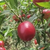 河北暖棚油桃