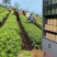 自家茶园，原生态，茶叶，欢迎大家联系。