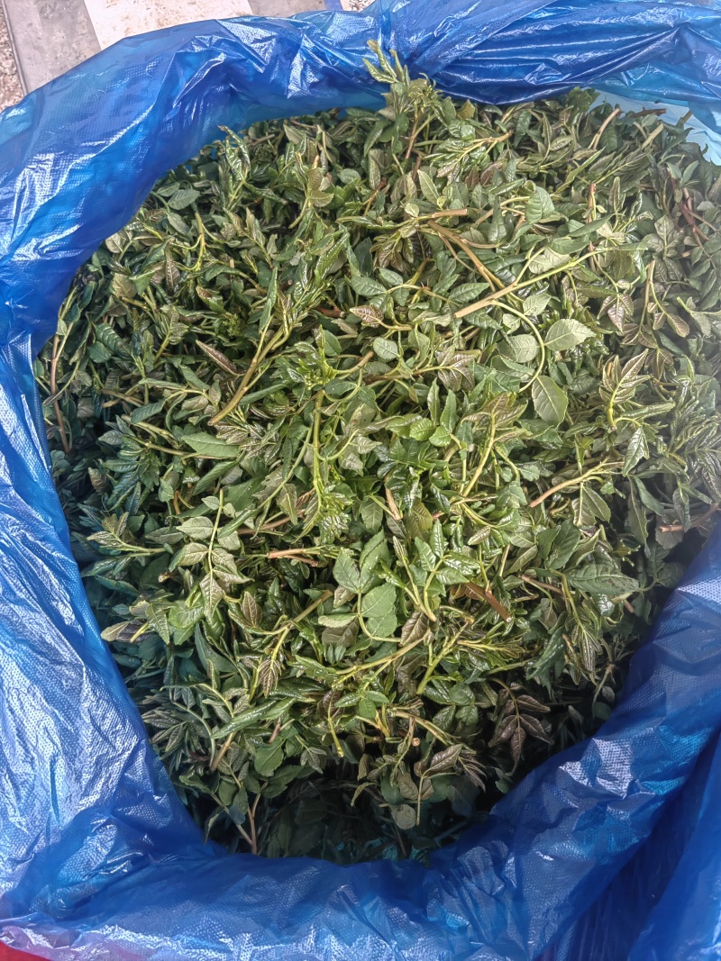 花椒芽