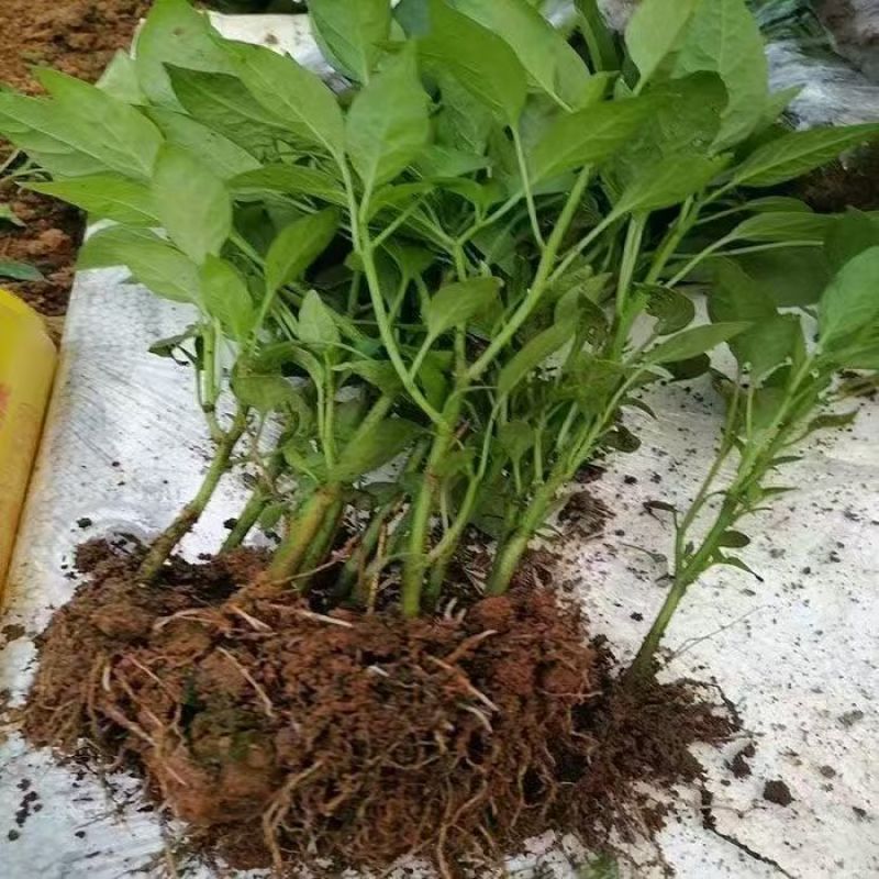 螺丝辣苗，线椒苗抗病毒欢迎实地考察价格有品种权。